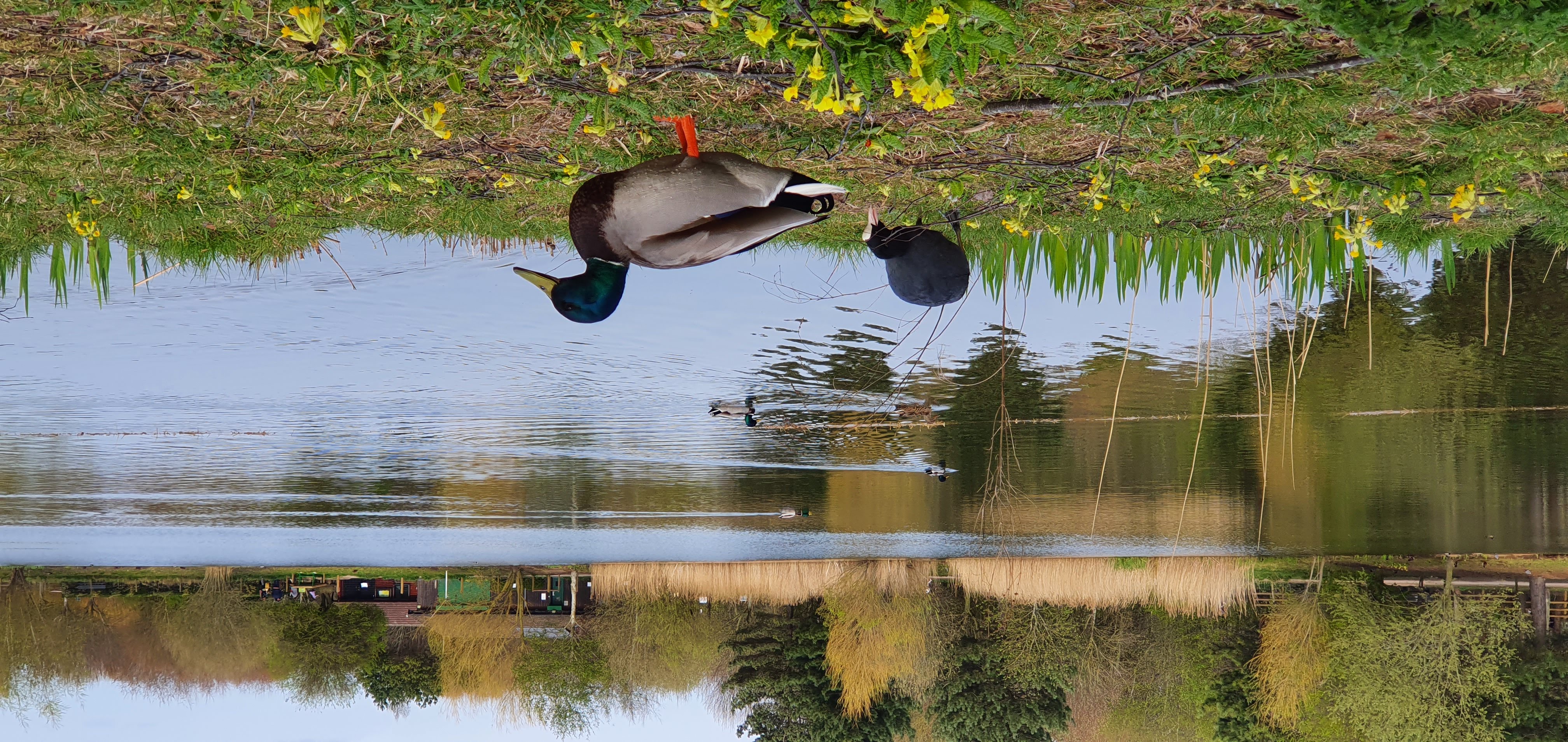 Two ducks in on the lakeside