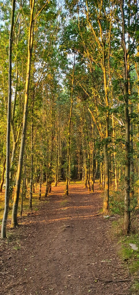 Ladybug Trail through woodland