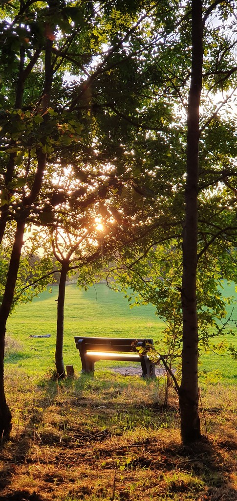 Bench under sunlit tree branches