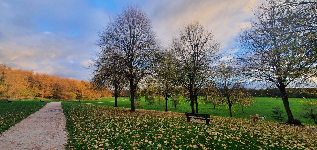 Autumn scene with bare trees, fallen leaves, path, bench, and dog