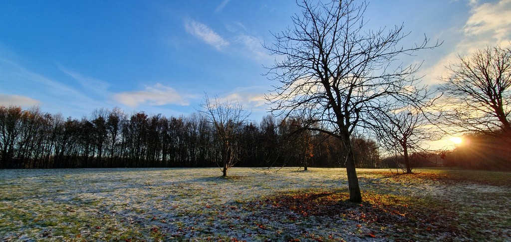 Sunset peeking through trees