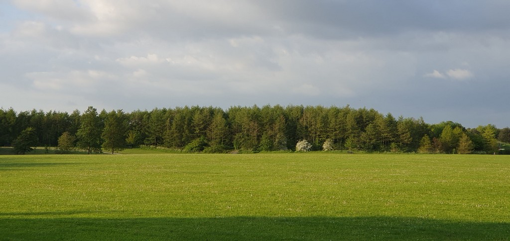 Expansive green meadow