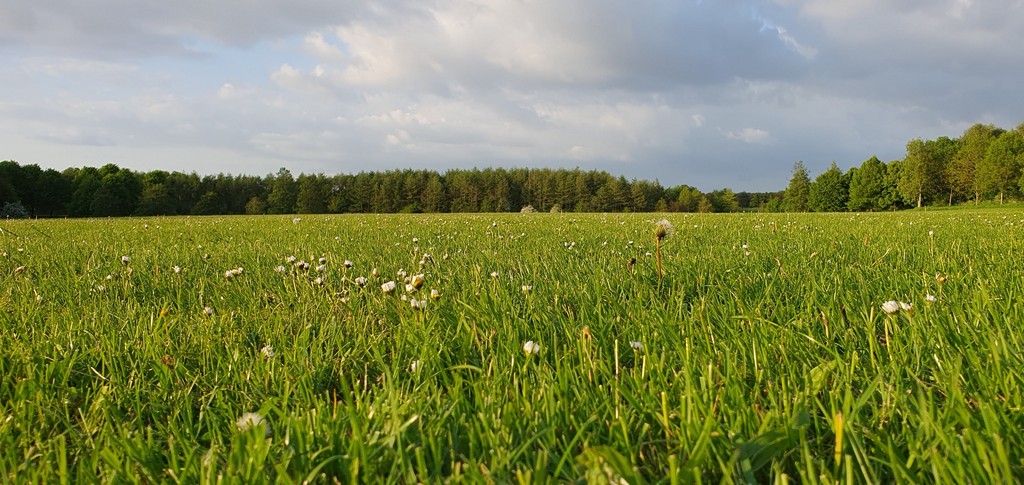 Low-angle view of green meadow
