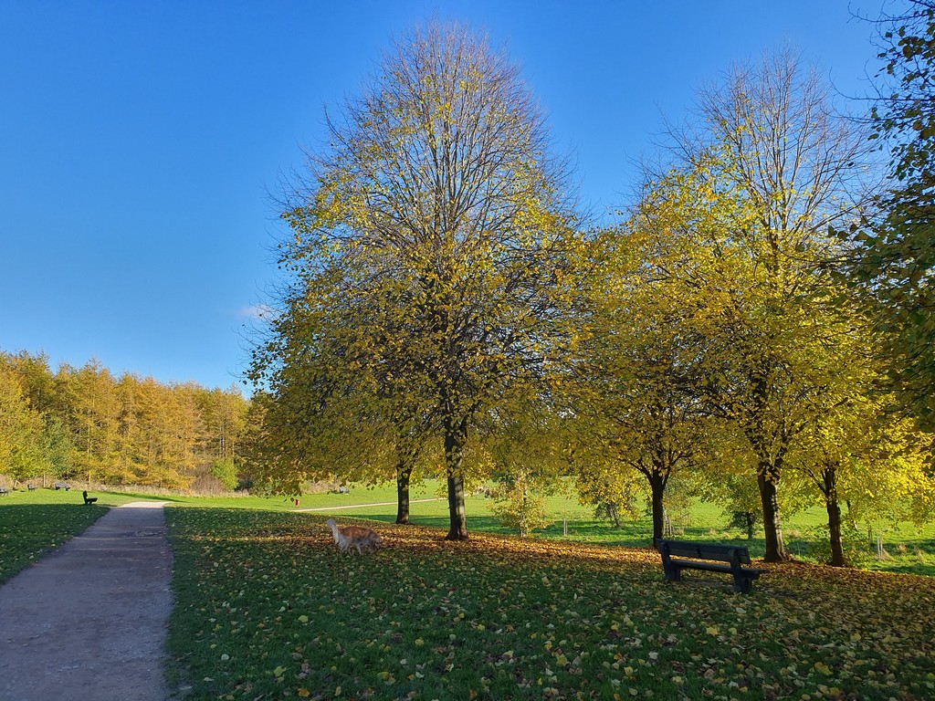 Early autumn scene with golden hour light and scattered leaves