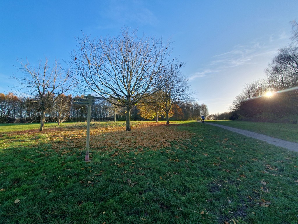 Sunset glow through trees
