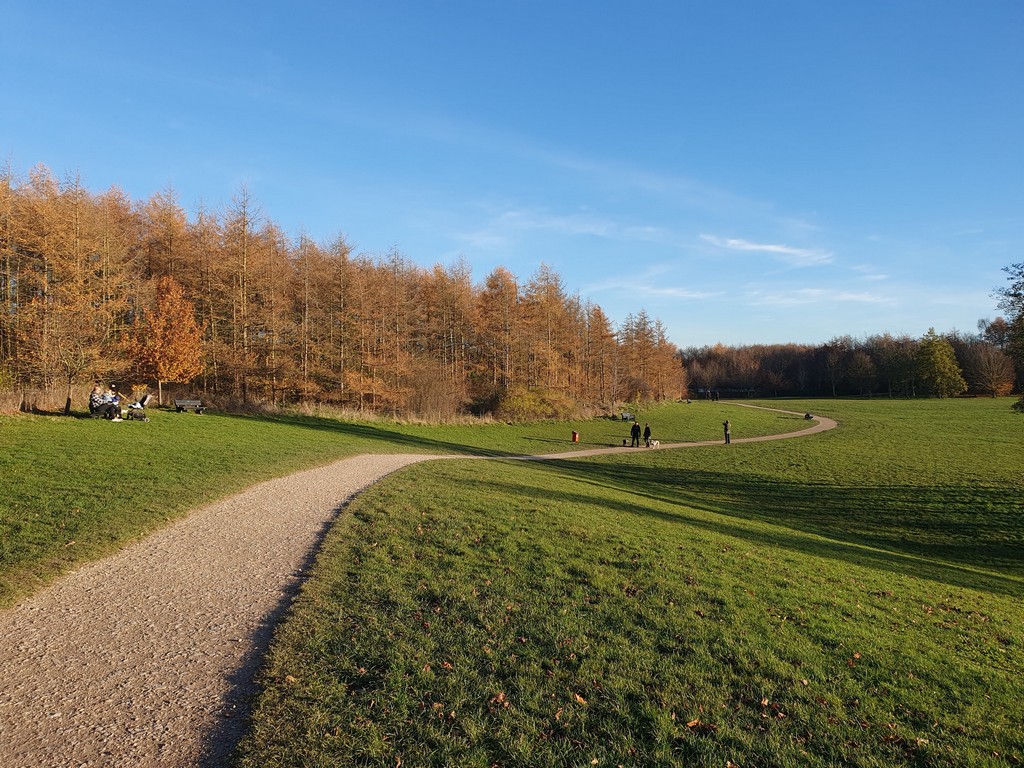 Path descending through lush greenery