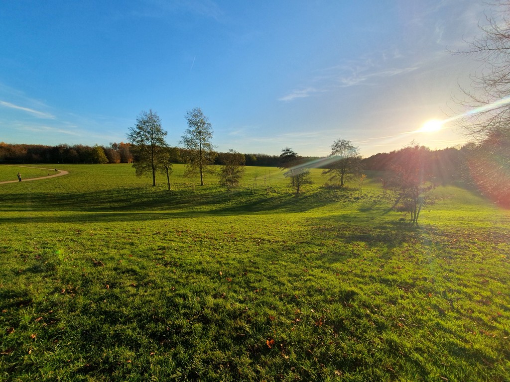 Meadow with sunset backdrop