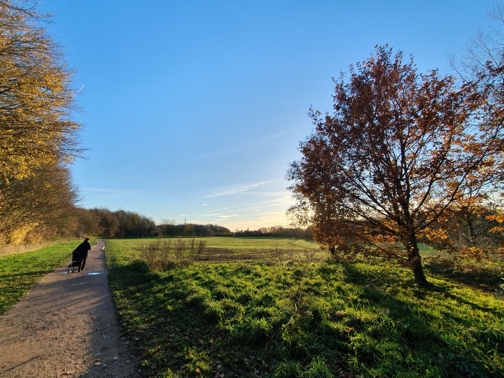 Autumn sunlight filtering through tree branches