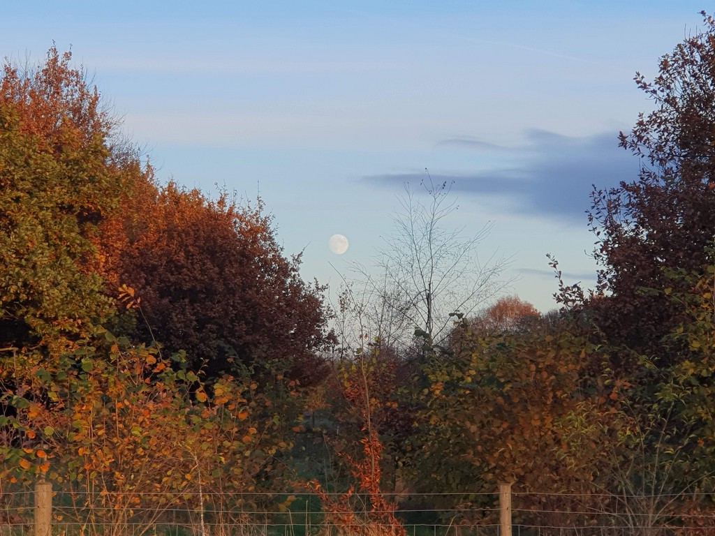 Daytime moon visible amidst treetops