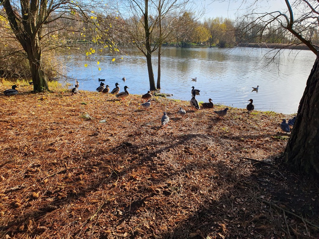 Birds near the lakeshore