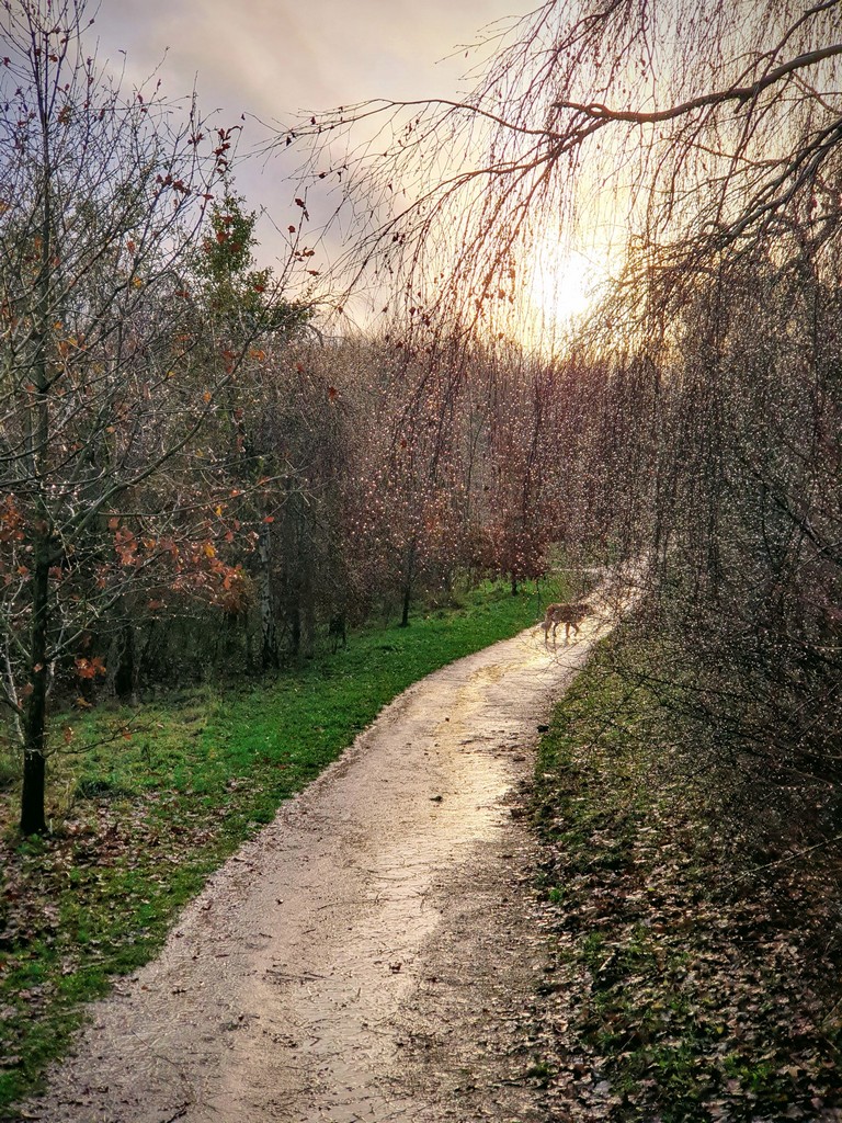 Raindrops on willow tree branch with distant dog